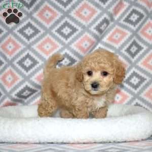 Pogo, Bich-Poo Puppy